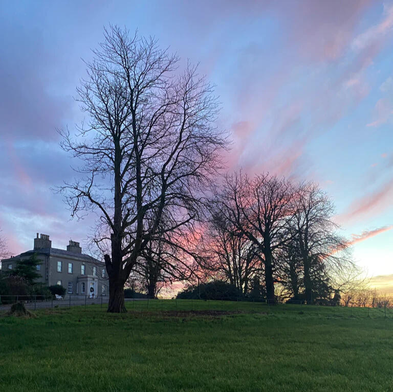 Woodbank at sunset, behind tall trees