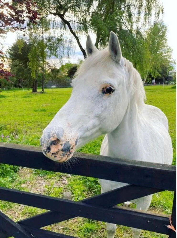 A white pony looking over a fence